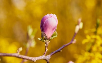 Horoscop Aprilie 2025